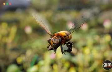 【UE4/5】写实蜜蜂 Animalia – Honeybee