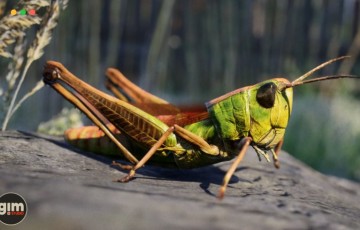 【UE4/5】写实草地蚂蚱 Animalia – Meadow Grasshopper
