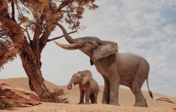 【UE4/5】非洲大象 African Elephants
