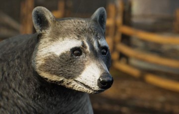【UE4/5】浣熊 Animalia – Raccoon