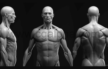 男性肌肉解剖模型