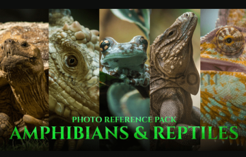 197 张两栖动物和爬行动物照片参考包 Amphibians & Reptiles Photo Reference Pack