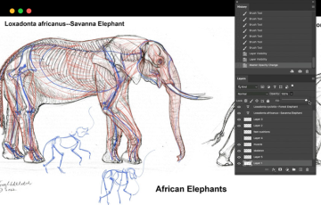 【中文字幕】手绘大象解剖绘制骨骼和肌肉组织 Elephant Anatomy Vol. 1 – Drawing Skeletons & Musculature