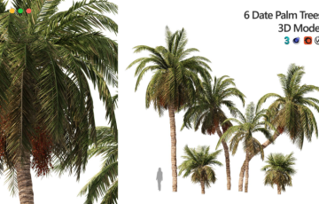 高精度写实树木模型 6 Arabian Date palm Trees waha palm