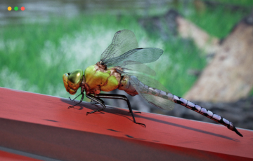 【UE4/5】写实蜻蜓动画 Animalia – Green Darner Dragonfly