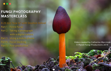【中文字幕】微焦摄影大师 Fungi photography masterclass