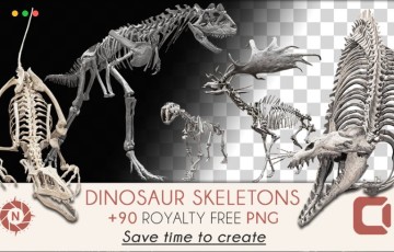 恐龙骨架参考照片 Dinosaur Skeletons