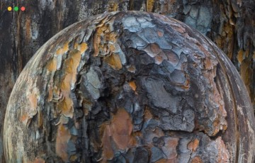 25 种树皮材质PBR无缝纹理捆绑包 PBR Tree Bark Bundle