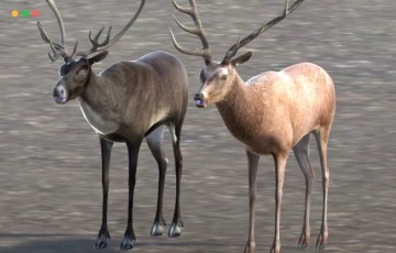 Unity – 鹿、驯鹿和驼鹿 Deer, Caribou and Moose