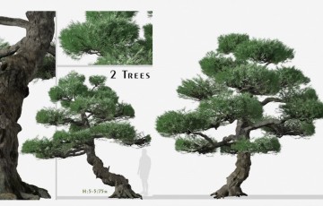 Blender工程 – 日本白松树 Set of Japanese white pine Tree