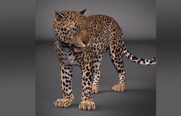模型资产 – 豹子绑定写实模型 Leopard Maya Rig