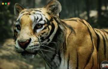 【UE5】老虎 Animalia – Tiger (male)