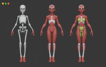 模型资产 – 风格化女性解剖模型 Stylized Female + Head Anatomy