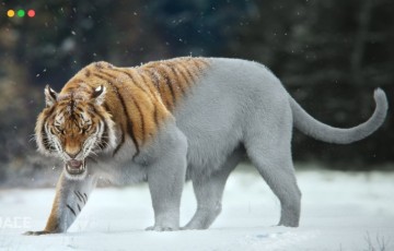 模型资产 – 写实西伯利亚老虎3D模型 Siberian Tiger Animated VFX Grace 3D model