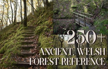 250 张古代威尔士森林参考图片 Ancient Welsh Forest images