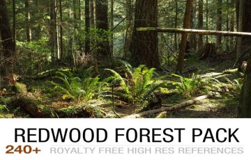 240 张红木森林群参考照片 REDWOOD FOREST PACK