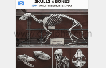 图片素材 – 各种动物头骨和骨头参考 SKULLS & BONES