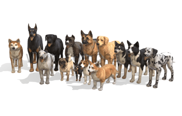 狗模型资产动物3D模型