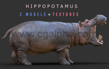 模型资产 – 河马模型贴图纹理 HIPPOPOTAMUS