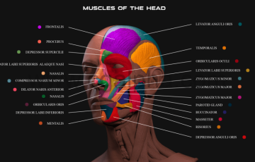 模型资产 – 人类面部肌肉解剖学高精度3D模型