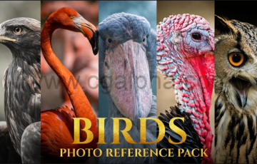 828 张鸟类参考图片 Birds Reference Pack For Artists