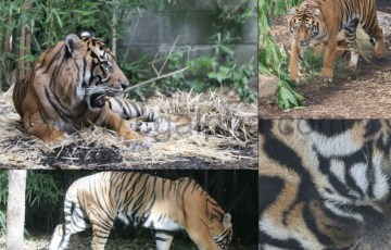 182张特写老虎的参考照片 photos of Tigers