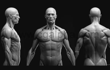 男性肌肉解剖模型参考 Anatomy male ecorche + RENDER SCENE