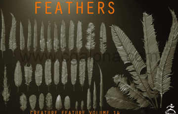 Zbrush – 40 个高质量羽毛模型IMM 笔刷  FEATHERS – 40 High poly sculpts and IMM Brush