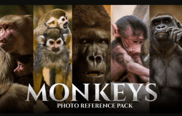 159 张猴子照片参考包 JPEG Monkeys Photo Reference Pack