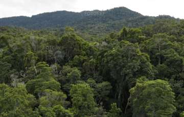 644 张澳大利亚雨林鸟瞰图 photos of Ancient Australian Rainforest Aerial View