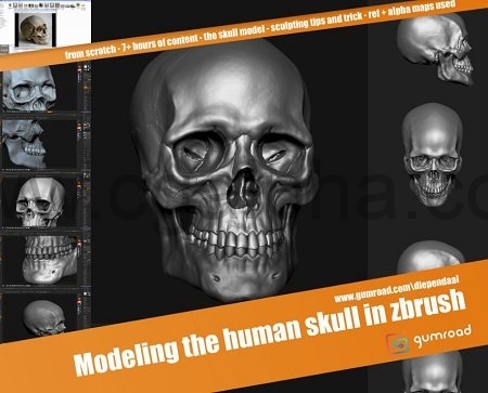 Gumroad – Modeling the human skull