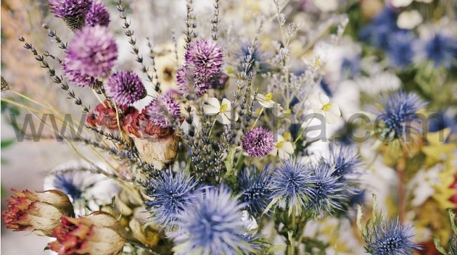 Maxtree – Plant Models Vol 53