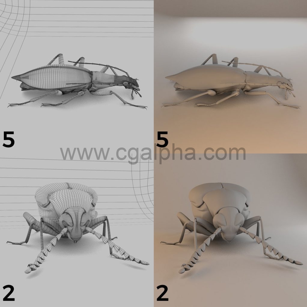 60组三维蜜蜂甲虫昆虫3D模型