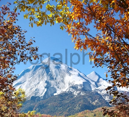 Maxtree – Plant Models Vol. 48