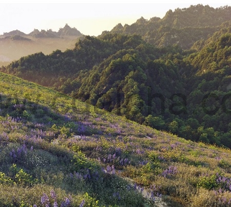 Maxtree – Plant Models Vol. 54