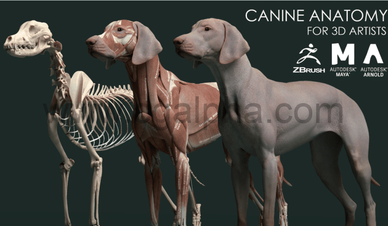 动物皮肤肌肉犬类肌肉解剖3D模型 Canine Anatomy Model