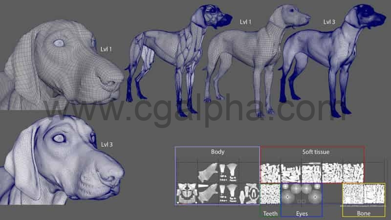 动物皮肤肌肉犬类肌肉解剖3D模型 Canine Anatomy Model