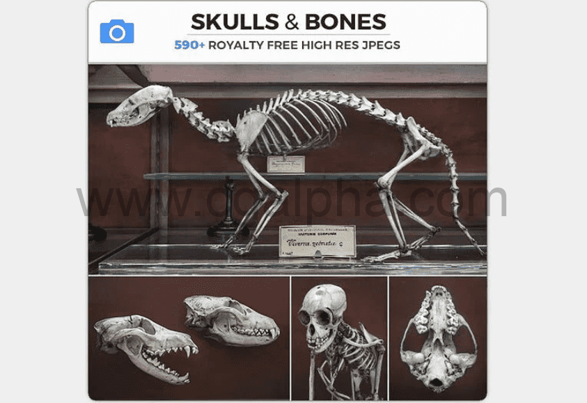 图片素材 – 各种动物头骨和骨头参考 SKULLS & BONES