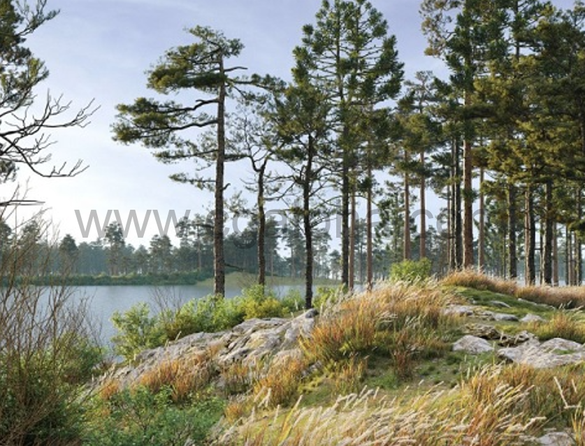 Maxtree – Plant Models Vol. 24