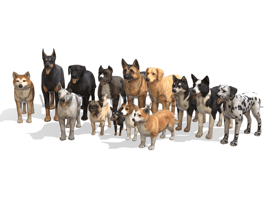 狗模型资产动物3D模型