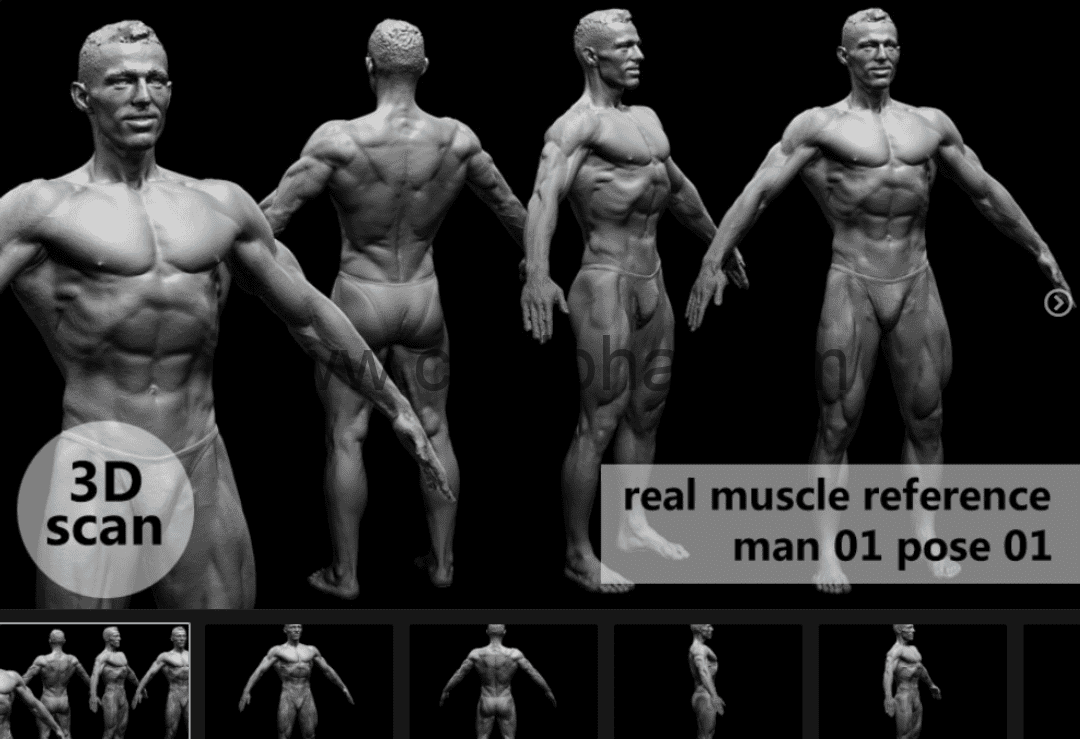 模型资产 – 3D扫描真实肌肉解剖Man01姿势01