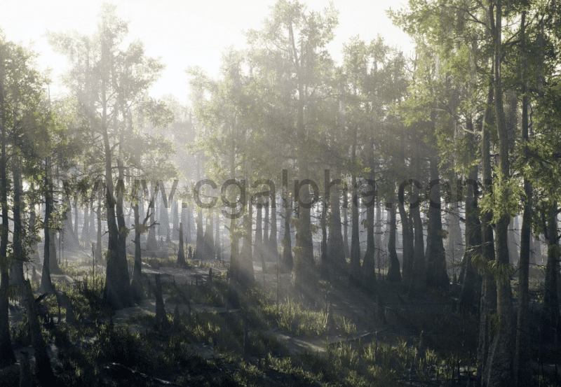 【UE4】沼泽环境 Bald Cypress Swamp