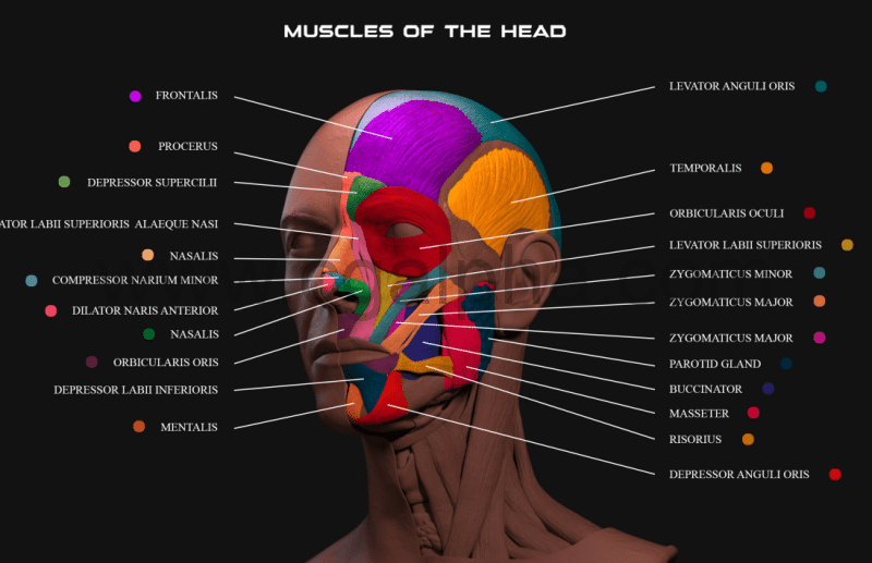 模型资产 – 人类面部肌肉解剖学高精度3D模型