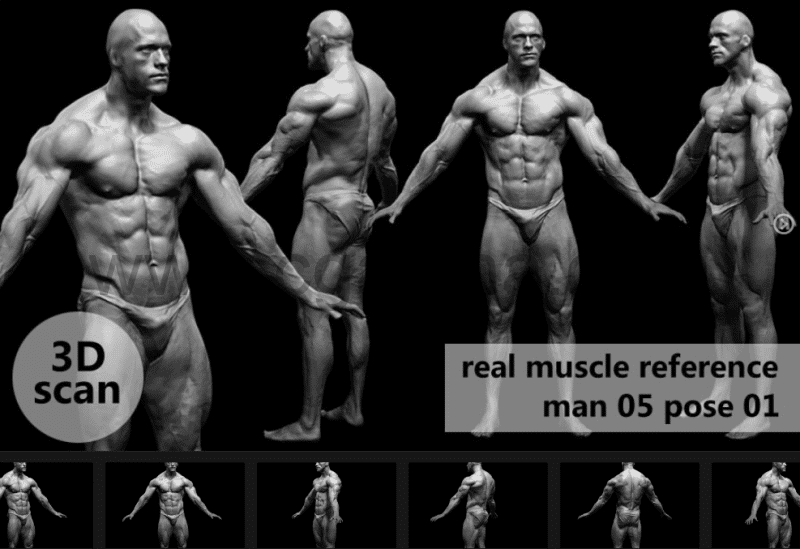 模型资产 – 3D扫描真实肌肉解剖Man05姿势01