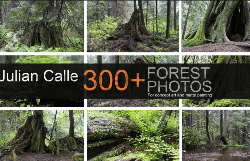 300张森林树木参考照片 Forest photos