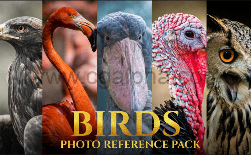 828张艺术家的鸟类参考图片 Birds Reference Pack For Artists