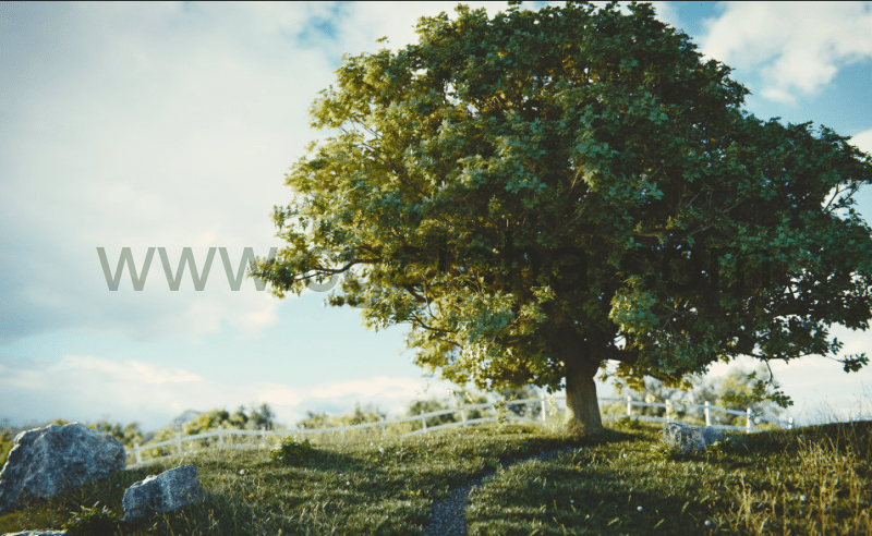 Blender插件 – 植物树插件 The Grove Release 10