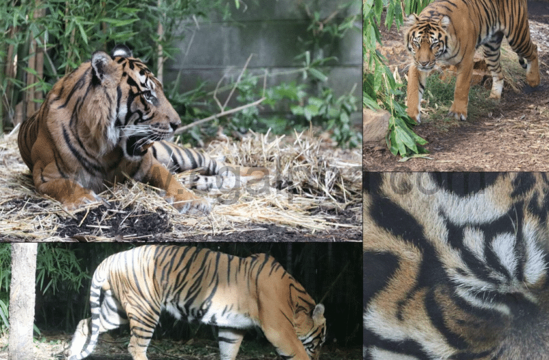 182张特写老虎的参考照片 photos of Tigers