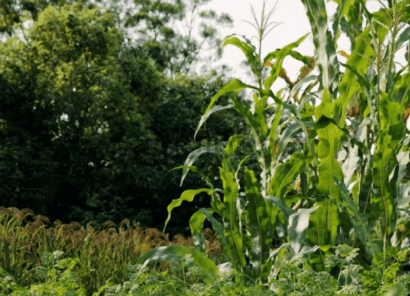 Maxtree – Plant Models Vol 93