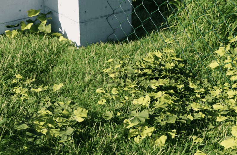 模型资产 – 植物包 Plants Pack 02